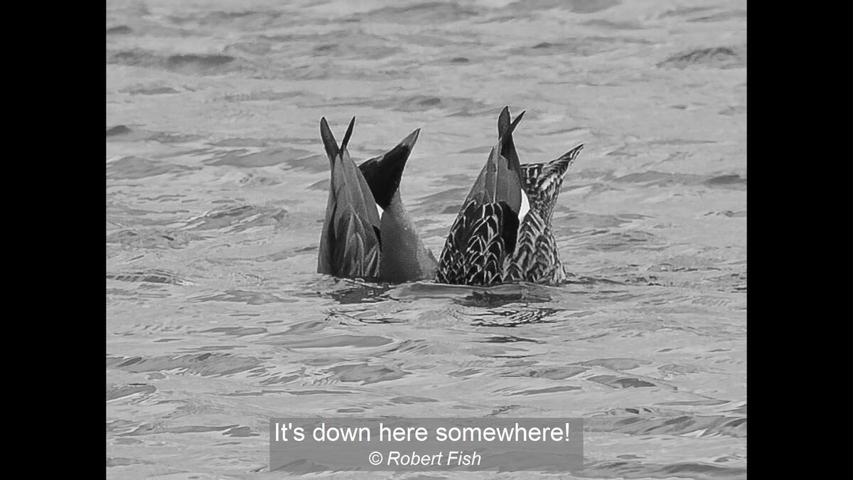 06_It's down here somewhere!_Robert Fish